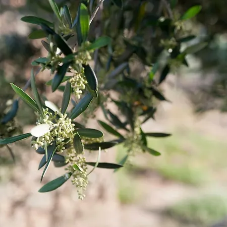 Гостевой дом Rupestre *